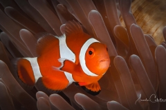 Anda Underwater