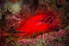 Anda Underwater