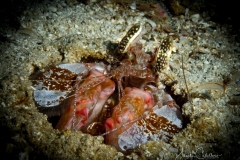 Anda Underwater