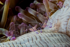 Anda Underwater