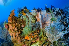 Anda Underwater