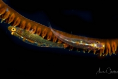 Anda Underwater