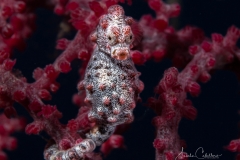 Anda Underwater