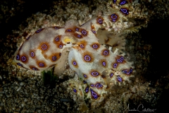 Anda Underwater
