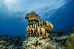 Anda Underwater