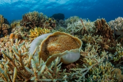 Anda Underwater