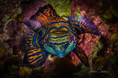 Anda Underwater