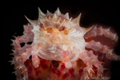 Anda Underwater
