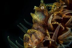 Anda Underwater
