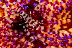 Anilao Diving