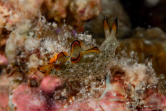 Anilao Diving