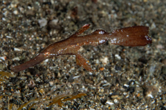 Anilao Diving