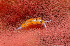 Anilao Diving