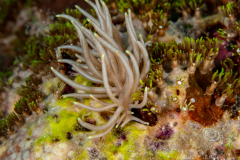 Anilao Diving