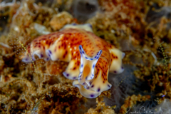 Anilao Diving