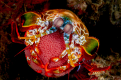 Anilao Diving