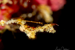 Anilao Diving