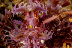 Anilao Diving