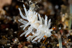 Anilao Diving