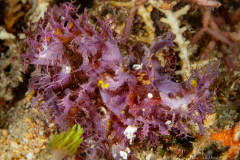 Anilao Diving
