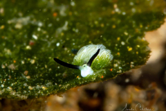 Anilao Diving