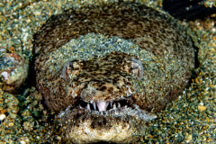 Anilao Diving