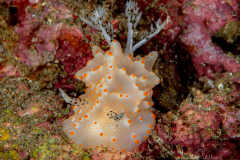Anilao Diving