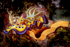 Anilao Diving