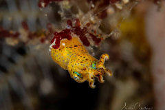 Anilao Diving