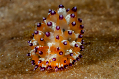 Anilao Diving