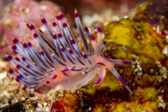 Anilao Diving