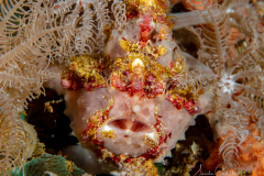 Anilao Diving