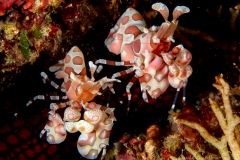 Anilao Diving