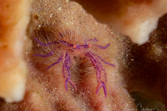 Anilao Diving