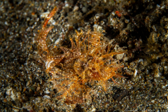Anilao Diving