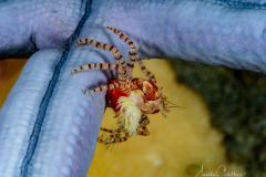 Anilao Diving