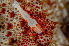Anilao Diving