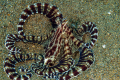 Anilao Diving