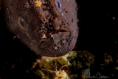Anilao Diving