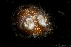 Anilao Diving