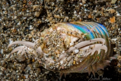 Anilao Diving
