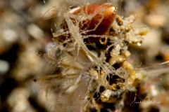 Anilao Diving