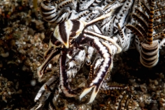 Anilao Diving