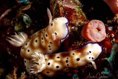 Anilao Diving