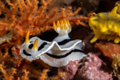 Anilao Diving