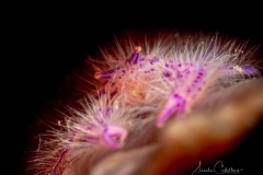 Anilao Diving