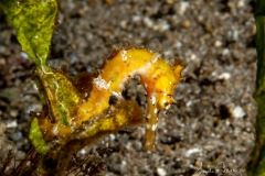 Anilao Diving