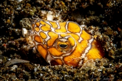 Anilao Diving