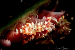 Anilao Diving