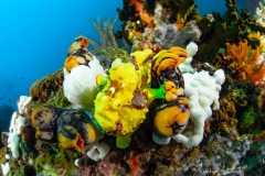 Anilao Diving